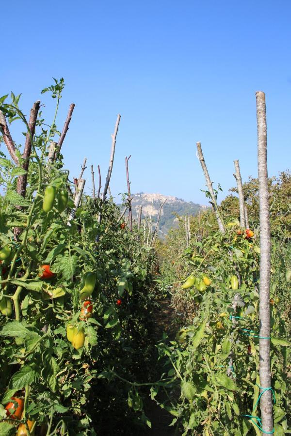 Casale Fontanile Bed And Breakfast Smerillo Bagian luar foto